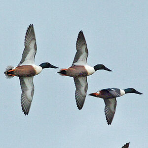 Northern Shoveler 
&copy; Alban Cordoba