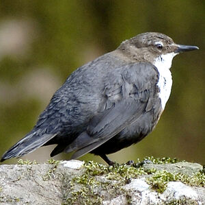 White-throated Dipper