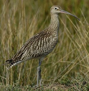 Eurasian Curlew 
&copy; Alban Cordoba