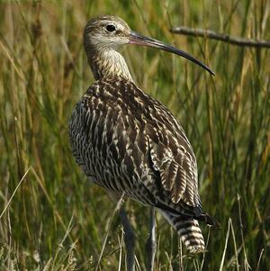 Eurasian Curlew 
&copy; Alban Cordoba