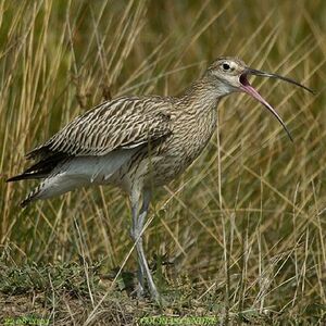 Eurasian Curlew 
&copy; Alban Cordoba