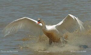 Mute Swan