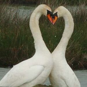 Mute Swan