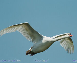 Mute Swan