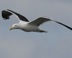 Great Black-backed Gull 
&copy; Alban Cordoba