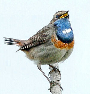 Bluethroat