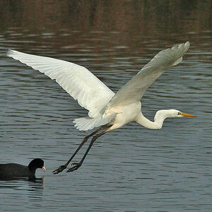 Great Egret
