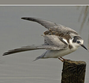 Black Tern