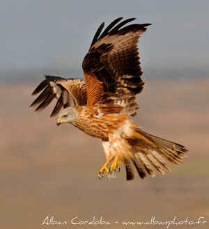 Red Kite