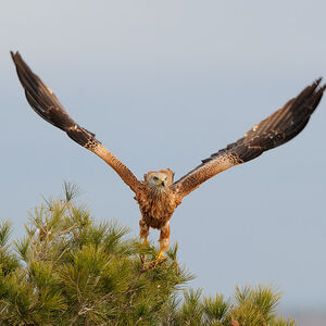 Red Kite