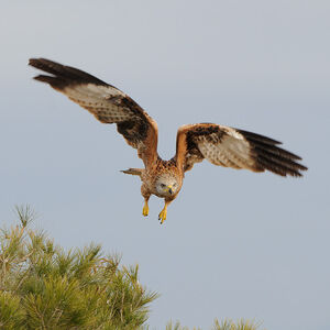Red Kite