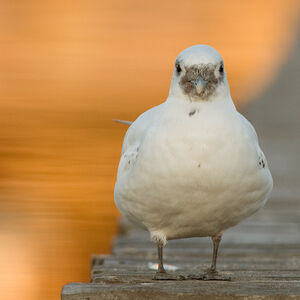 Ivory Gull