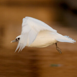 Ivory Gull
