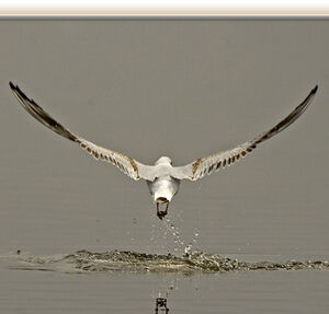 Mouette rieuse