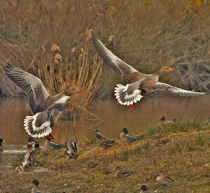 Greylag Goose 
&copy; Alban Cordoba