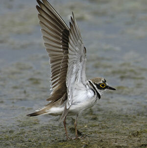 Little Ringed Plover