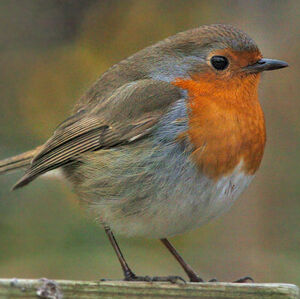 European Robin