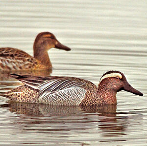 Garganey