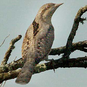 Eurasian Wryneck