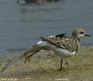 Ruddy Turnstone 
&copy; Alban Cordoba