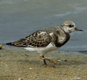 Ruddy Turnstone 
&copy; Alban Cordoba