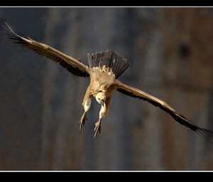Vautour fauve