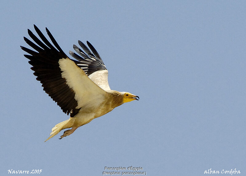 Vautour percnoptère - Neophron percnopterus