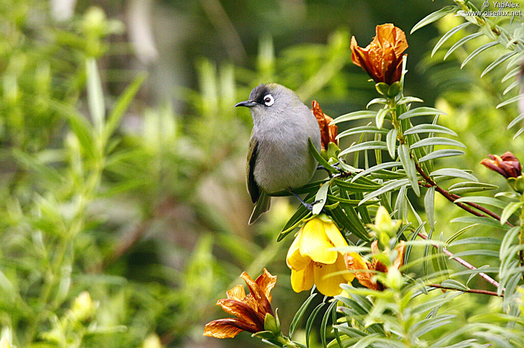 Reunion Olive White-eye