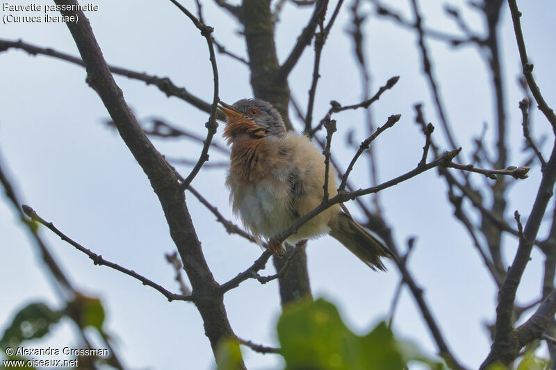 Western Subalpine Warbler male, identification, song