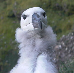 Albatros à sourcils noirs