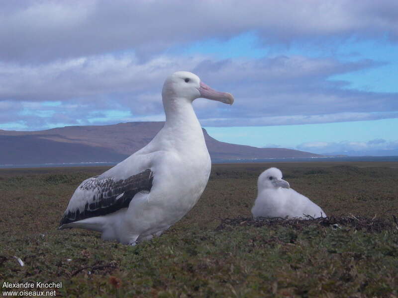Snowy Albatross, habitat, pigmentation, Reproduction-nesting
