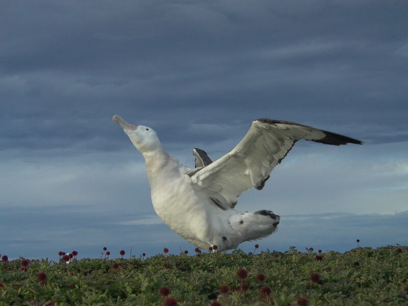 Snowy Albatross male adult