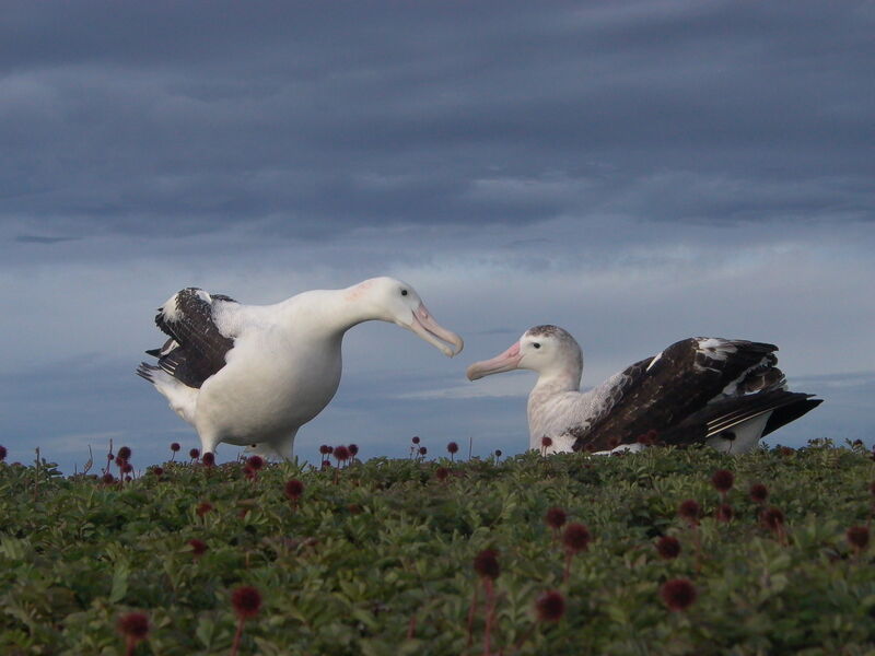 Snowy Albatross 