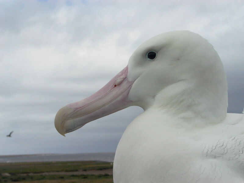 Snowy Albatross male adult breeding