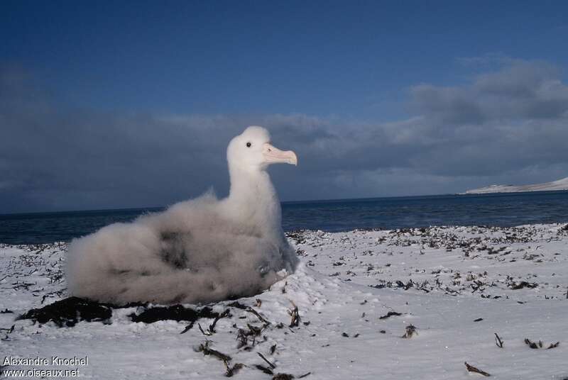 Snowy AlbatrossPoussin, identification