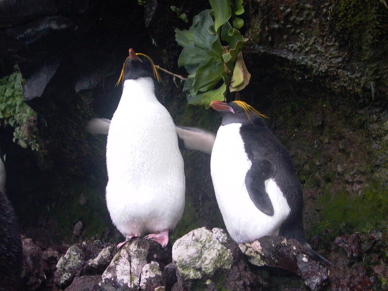 Macaroni Penguin adult