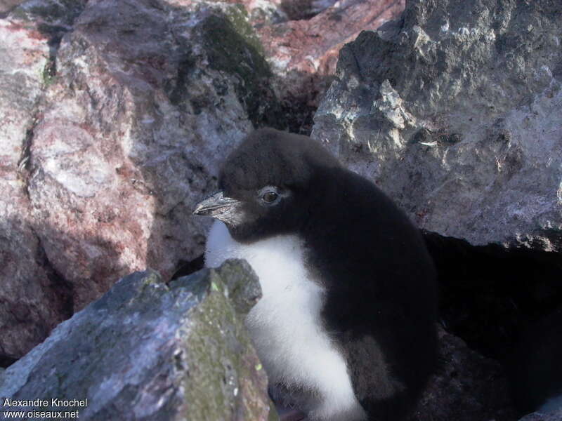 Southern Rockhopper PenguinPoussin, habitat, pigmentation