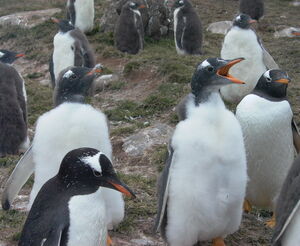 Gentoo Penguin