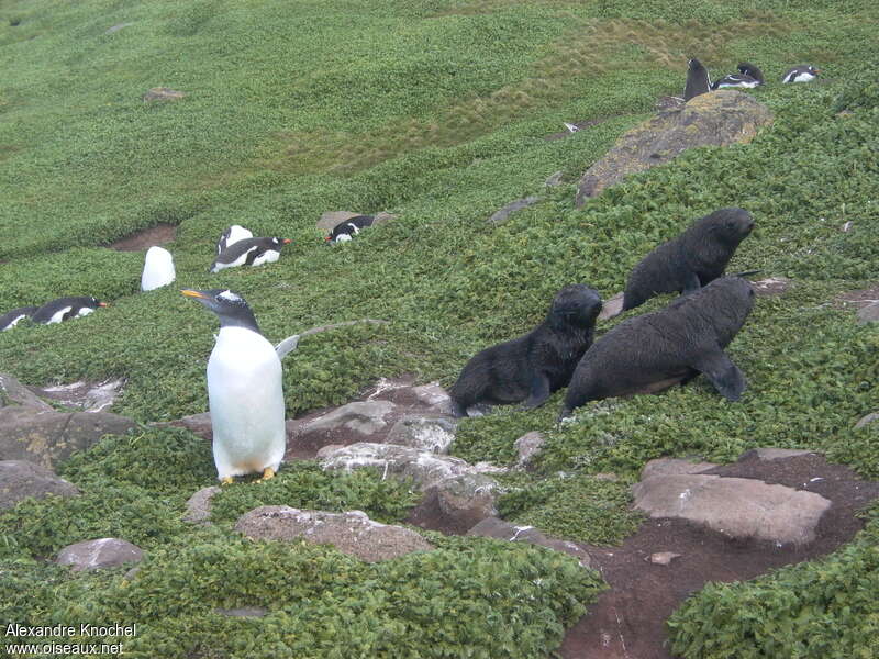 Gentoo Penguinadult, habitat, colonial reprod.