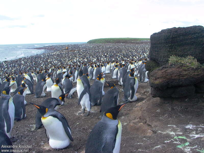 King Penguin, habitat, Reproduction-nesting, colonial reprod., Behaviour