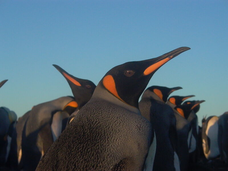 King Penguinadult breeding
