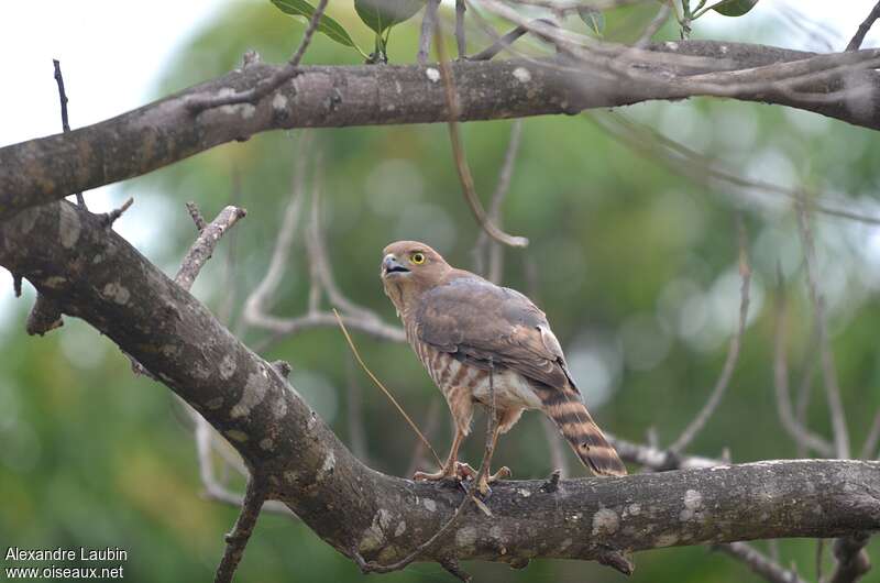Frances's Sparrowhawk female adult, identification