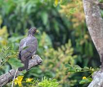 Comoro Olive Pigeon