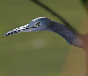 Aigrette bleue