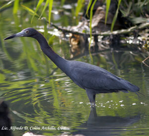 Aigrette bleue