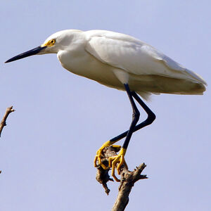 Aigrette neigeuse