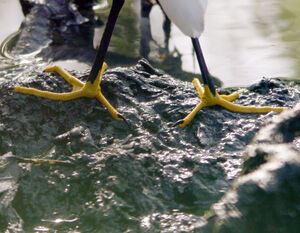 Snowy Egret