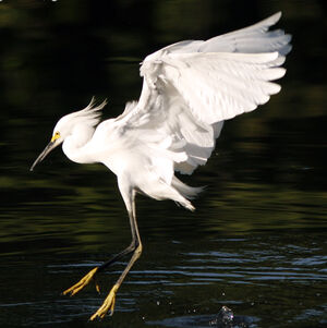 Aigrette neigeuse