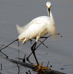 Aigrette neigeuse