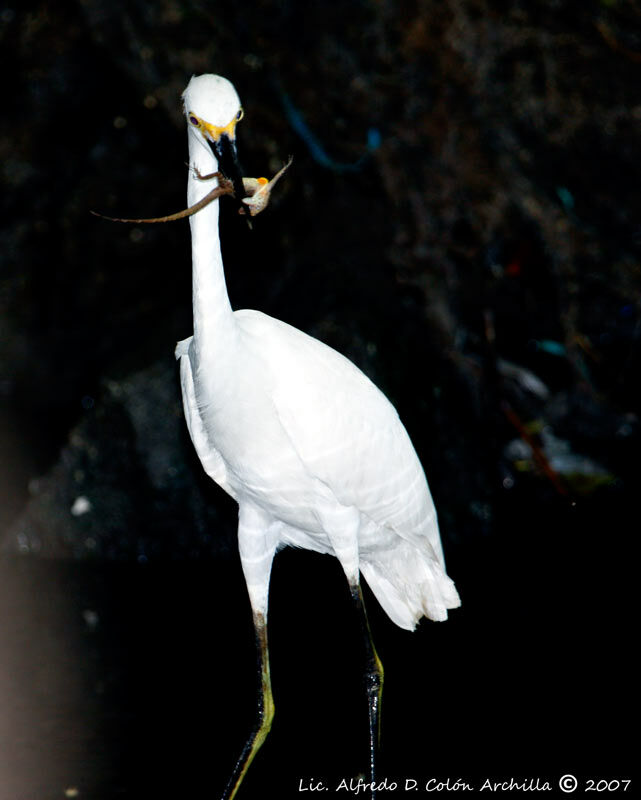 Snowy Egret